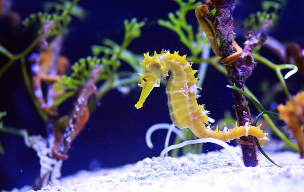 horse sea horse sea seahorse stock pictures, royalty-free photos & images