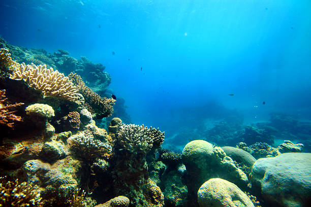 korallen tief in das meer - unterer teil stock-fotos und bilder