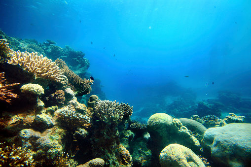 Reefscape with hard corals and tropical fish at the Bougainville Reef in Coral Sea