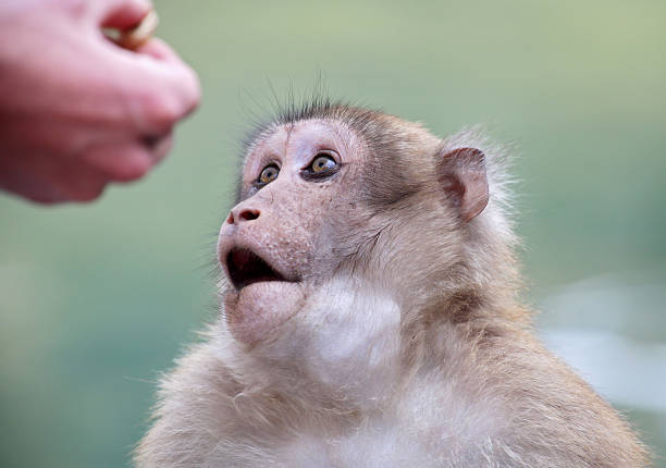 Wild monkey looking at human hand  barbary macaque stock pictures, royalty-free photos & images