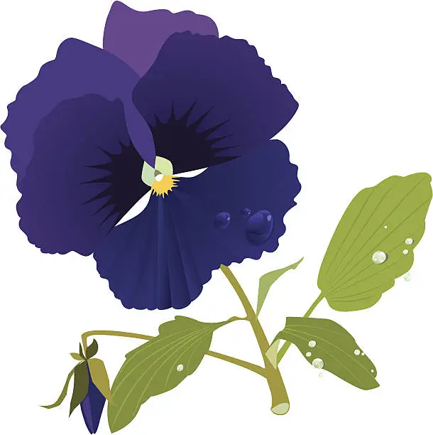 Vector illustration of Purple Pansy