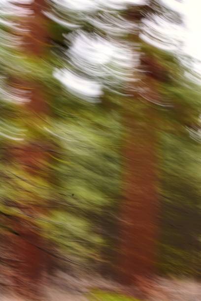 istock Abstract of a Ponderosa Tree Forest. 943262904