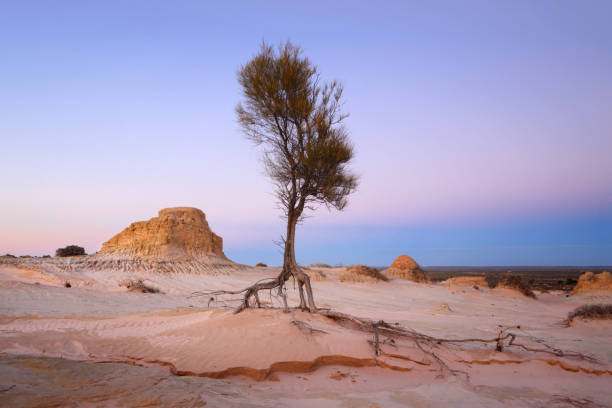 istock Lone tree Australian arid desert landscape 943272782