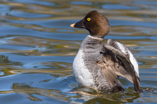 istock A female common goldeneye. 943276406