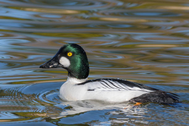 istock A male common goldeneye. 943276410