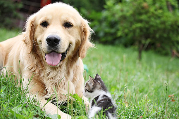 istock Golden retriever and a small kitten outdoor. 94327854