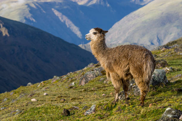 istock Alpaca in the Mountains of Peru 943279170