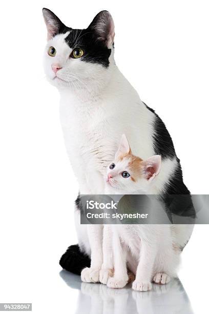 Katzenfamilie Stockfoto und mehr Bilder von Erwachsene Person - Erwachsene Person, Hauskatze, Katzenjunges