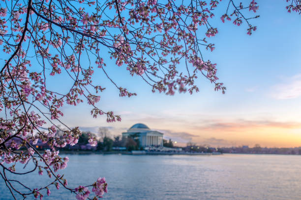 istock Beautiful afternoon Jefferson Memorial with cherry blossoms 943290190