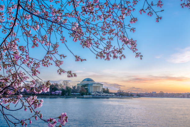 istock Beautiful afternoon Jefferson Memorial with cherry blossoms 943290192