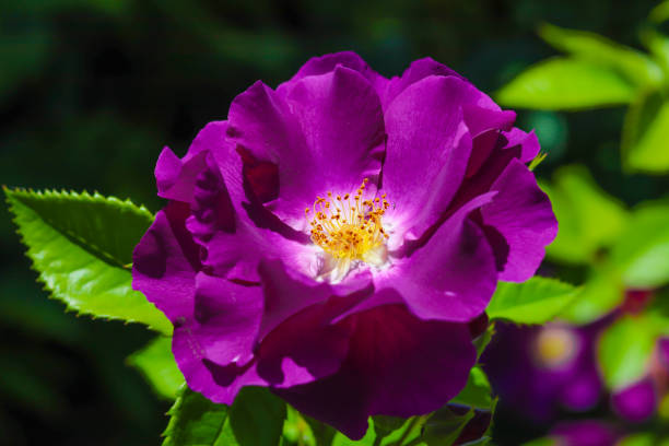 istock Purple Rose Growing in the Garden. 943296076