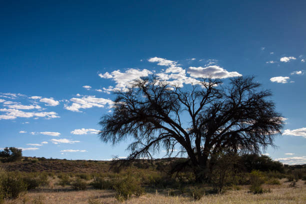 silhueta de kalahari - 11270 - fotografias e filmes do acervo