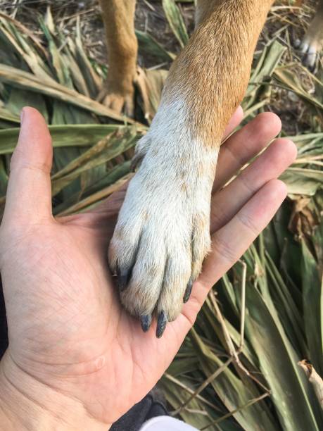 istock dog paw and human hand are doing handshake 943299654