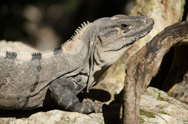 istock Iguana at Mexican Caribbean 943300146