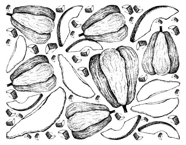 Hand Drawn of Chayote Fruits on White Background Vegetable and Fruit, Illustration Wallpaper Background of Hand Drawn Sketch of Fresh Chayote or Sechium Edule Fruits. High in Vitamin C and B6 with Essential Nutrient for Life. Christophine stock illustrations