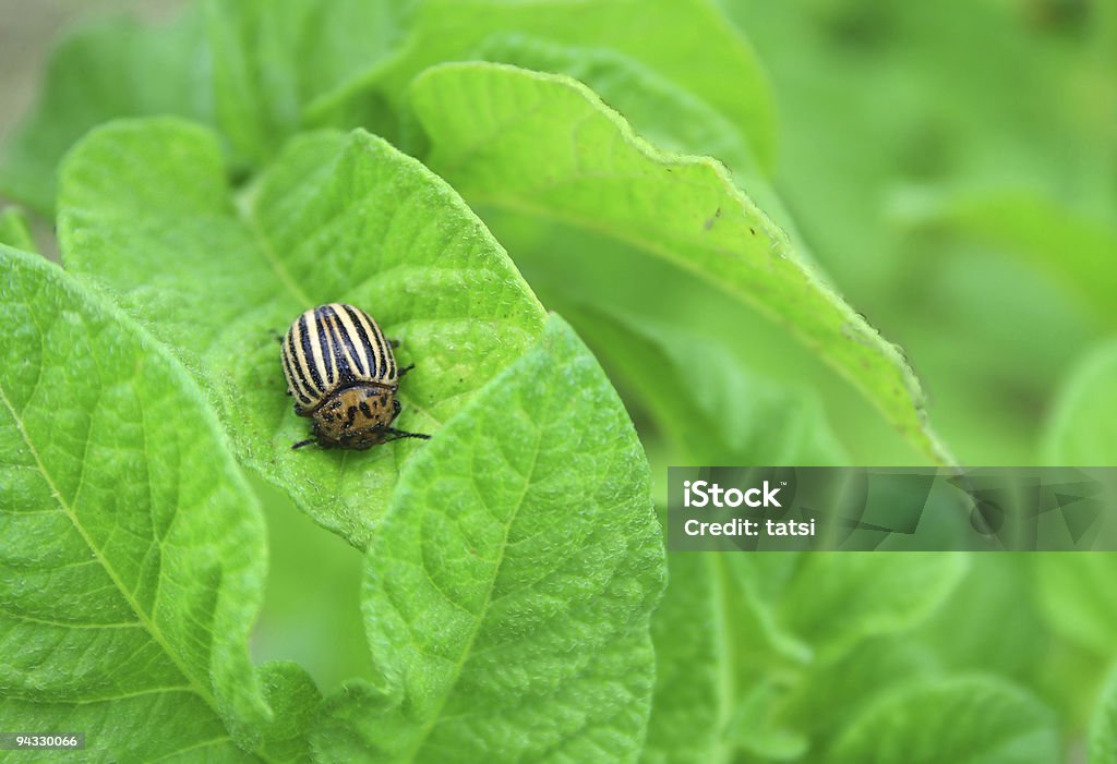 Colorado Potato Beetle  Beetle Stock Photo