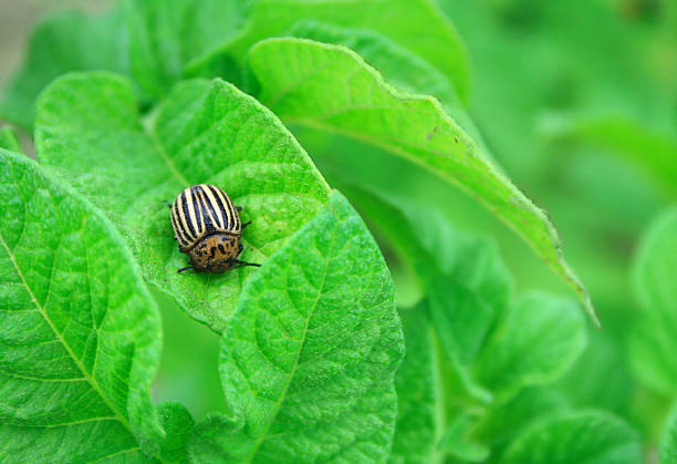 Colorado Potato Beetle stock photo