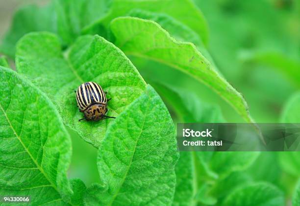Colorado Potato Beetle Stock Photo - Download Image Now - Beetle, Color Image, Colorado Potato Beetle