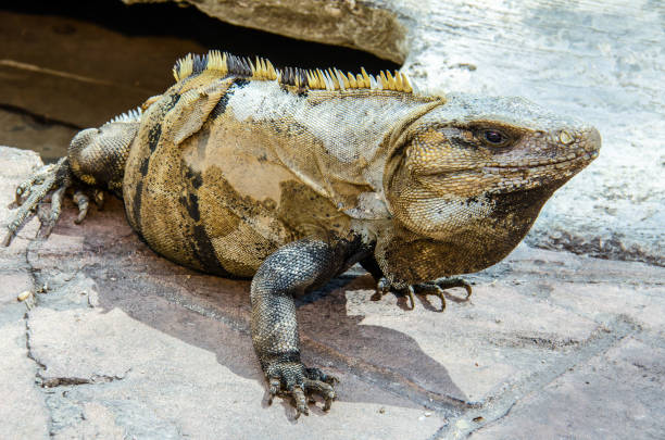 istock Iguana in the ground 943300684