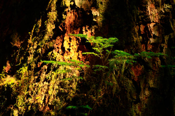 istock Pacific Northwest forest and Western red cedar trees 943300750