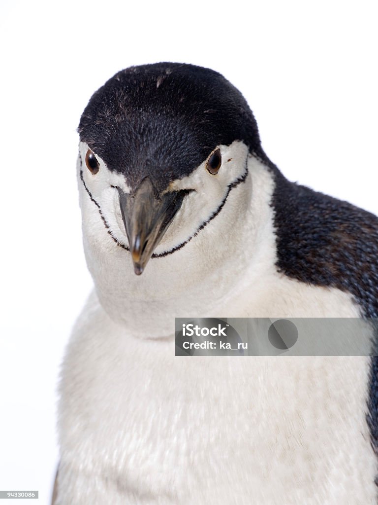 penguin  Animal Stock Photo