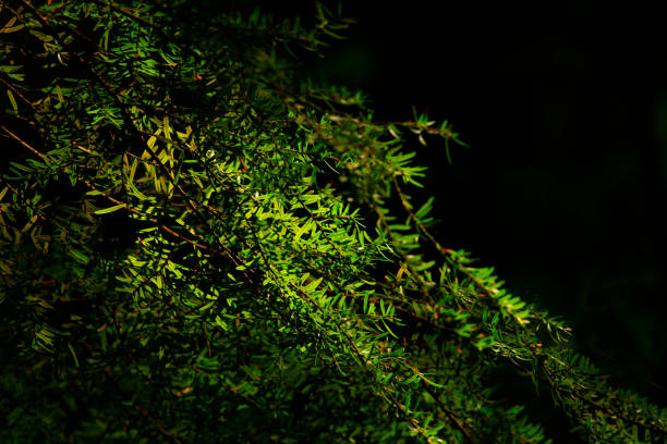 istock Pacific Northwest forest and tall Oregon grape plant 943300950