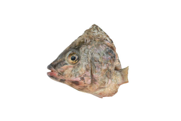 istock Piece of Sliced Tilapia fish on white background. 943301874