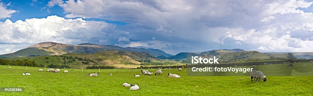 Schafe in der pasture, Lake District, Großbritannien - Lizenzfrei Agrarbetrieb Stock-Foto