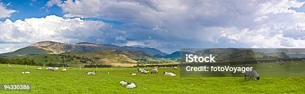 Schafe In Der Pasture Lake District Großbritannien Stockfoto und mehr Bilder von Agrarbetrieb