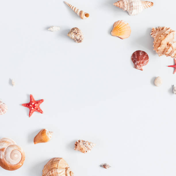 istock Sea shells on gray background. Flat lay, top view, square 943304118