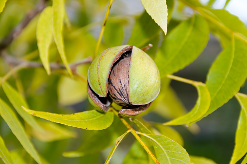 pecan nuts in the organic garden plant