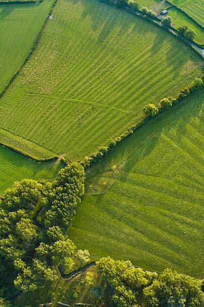 Flock of sheep on a green farm pasture on a sunny summer day, aerial view. Livestock farm. Grazing cattle in the pasture at noon.