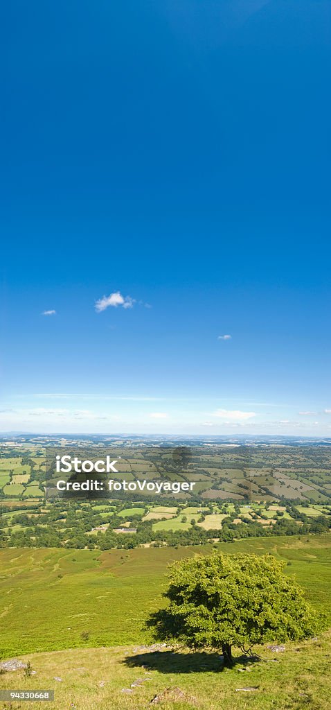 Blu cielo, terra verde - Foto stock royalty-free di Albero