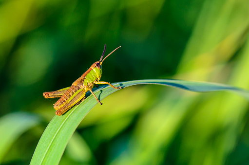 A green grasshopper with a brown back sitting on a flat leaf of grass