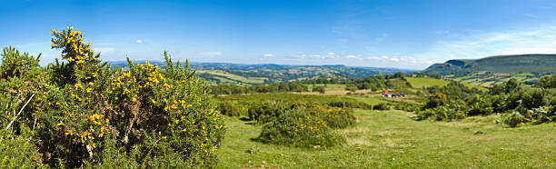 tojo bush, green land - welsh culture wales field hedge - fotografias e filmes do acervo