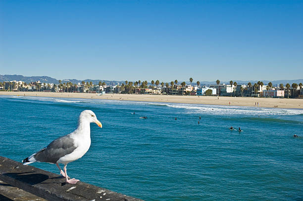 watching surfistas de - santa monica surfing beach city of los angeles imagens e fotografias de stock