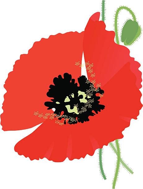 czerwony mak - poppy single flower red white background stock illustrations
