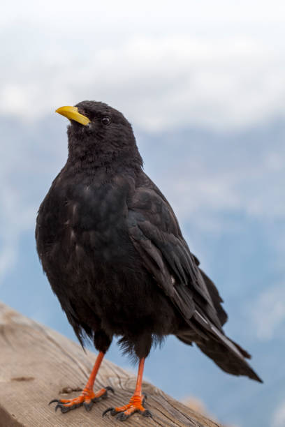 istock Alpine chough - Cristallo, Dolomites - Italy 943310608