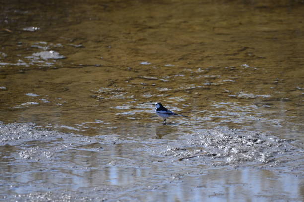 istock A beautiful bird in wetlands 943315314