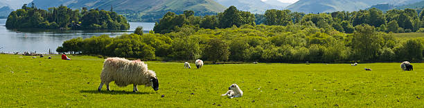 istock Lake shore panorama, Cumbria, UK 94331589