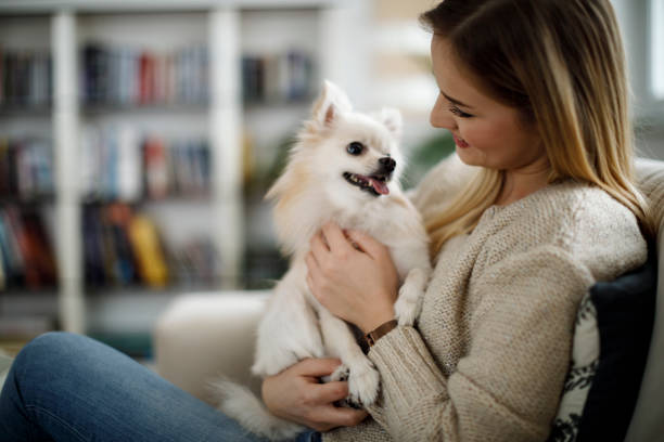 Woman relaxing at home with her dog stock photo