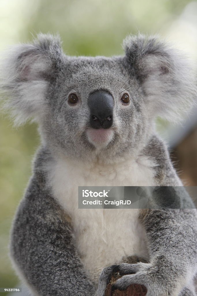 Ładny Koala - Zbiór zdjęć royalty-free (Koala)