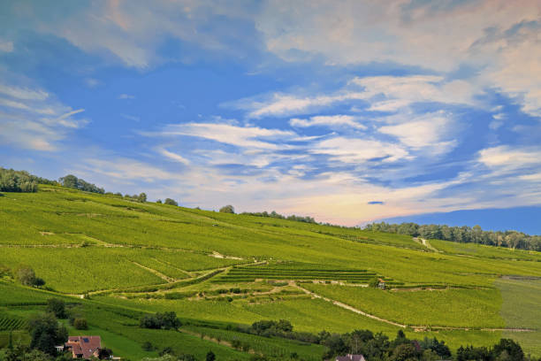 istock Shade on the Alsatian plain in the Wangen region. Bas-Rhin. Alsace. Grand Est 943318708