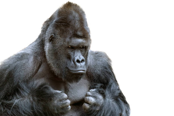 porträt eines mürrischen gorillas zu isolieren - gorilla endangered species large isolated stock-fotos und bilder