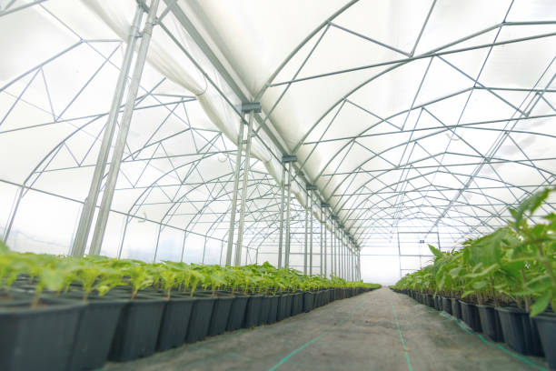 istock Greenhouse plant nursery. Spring Seedlings, Young plants growing. 943319260