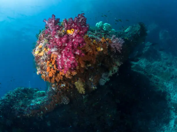 Colorful Coral reefs on top of stone, low angle view, Raja Ampat Indonesia,