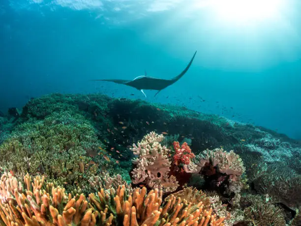 Oceanic Manta ray over coral reefs in Raja Ampat, Indonesia