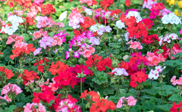 istock Geranium Flower blooming colorful pink 943319576