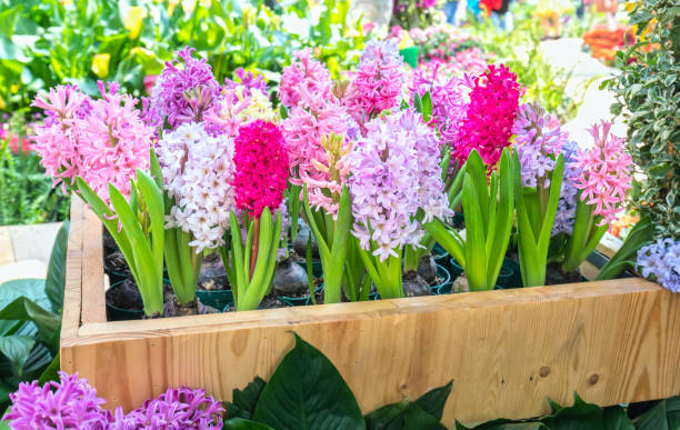 istock Hyacinthus blossom in the garden 943319586