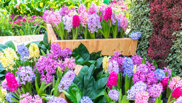 istock Hyacinthus blossom in the garden 943319592